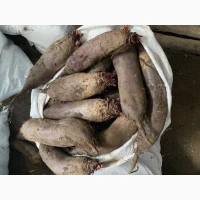 Продам буряк гарної якості. Круглий від 5-12 та є довгий(целиндер) від 4-10