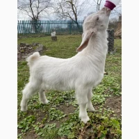Продам зааненську кізоньку