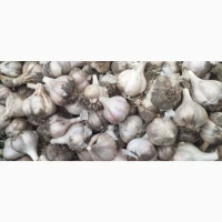 Продам часник сорту Геркулес і Любаша