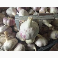 Продам озимий часник сорту Любаша та Вікторія
