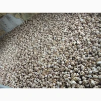 Продам озимий часник сорту Любаша та Вікторія