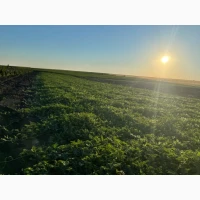 Продам кавун Талісман 6-12кг