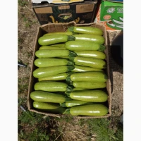 Продам кабачок оптом