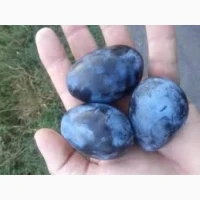 Продам сливу заморожену станлей