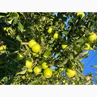 Продам Голден делішес
