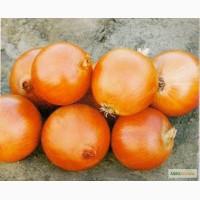 Продам лук сорт Делфис