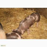 Продам поросят породи Петрен, Ландрас, Ландрас-Петрен