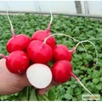 Продам семена Редис Гиганте Сикуле
