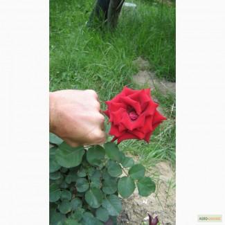 Саженцы чайно-гибридных сортов роз