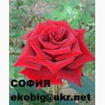 Саженцы чайно-гибридных сортов роз