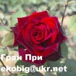 Саженцы чайно-гибридных сортов роз
