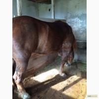 Продам коня