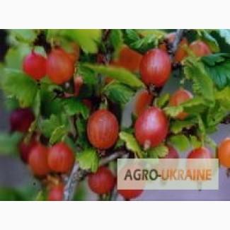 Продам саженцы крыжовника Зелёный дождь, Машека, Оксамит, Изумруд и другие