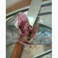 Пиламида мороженная, пеламида мороженная на борту судна продам