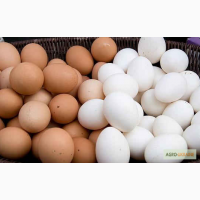 Яйця інкубаційні