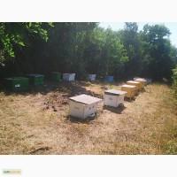 Продам пчелосемьи