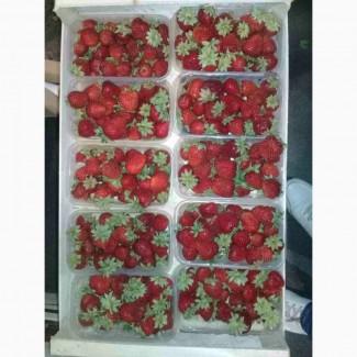 Закупаем Клубнику ремонтантную свежую под заморозку любыми партиями