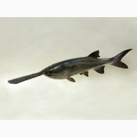 Продам веслонос от 3 до 5 кг