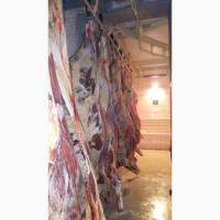 Продам говяжьи полу туши, от производителя с 20 тонн. Кроме Европы
