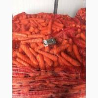 Продам оптом Марковку