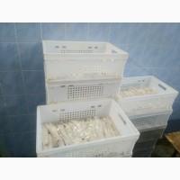 Говяжий субпродукты Жилка. аорта, пенис хвост