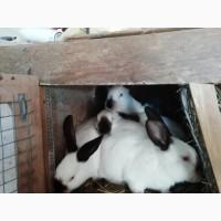Продам кролей калифорнийцы самочки и полтавское серебро