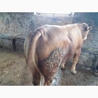 Быки сементалы 500-600 кг