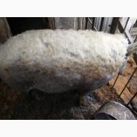 Продам хряка венгерская мангалица
