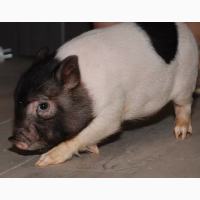 Міні-піг малюки. Вкрай дешево