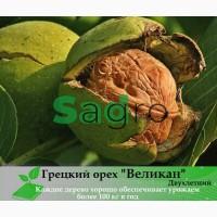 Грецкий орех Великан 2-х летний