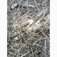 Деструктор стерни+удобрение для улучшения качества почвы