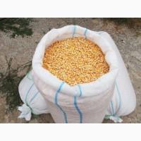 Продам сахарную кукурузу, Одесская обл, Большой Дальник