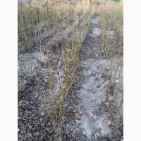 Підщепа горіха. Подвой орех грецкий
