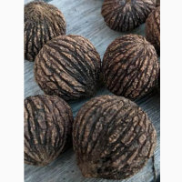 Продам сеянцы ореха Манжурского (черного)