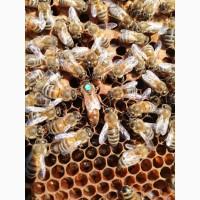 Бджоломатки та квітковий пилок