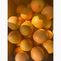 Продам грейпфрут