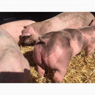 Продаю поросят мясных пород 3х породный гибрид с комплекса