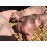 Продаю поросят мясных пород 3х породный гибрид с комплекса