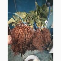 Продам саджанці клубники
