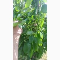 PROMALIN (Промалин) регулятор роста растений 500мл