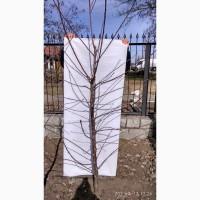 PROMALIN (Промалин) регулятор роста растений 500мл