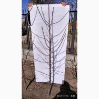 PROMALIN (Промалин) регулятор роста растений 500мл