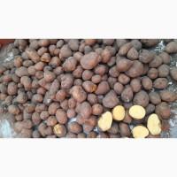 Продаётся Картофель на корм животным