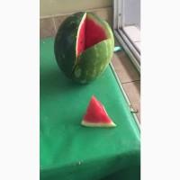 Продам арбуз Турция