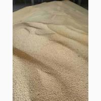 Насіння гірчиці білої