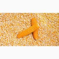 Cumpar porumb, cereale productie 2021 2022, Satu Mare Romania