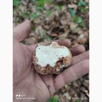 Продам білий трюфель