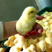 Реалізація добового бройлера