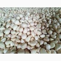 Продам часник чищений