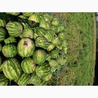 Продам кавун оптом